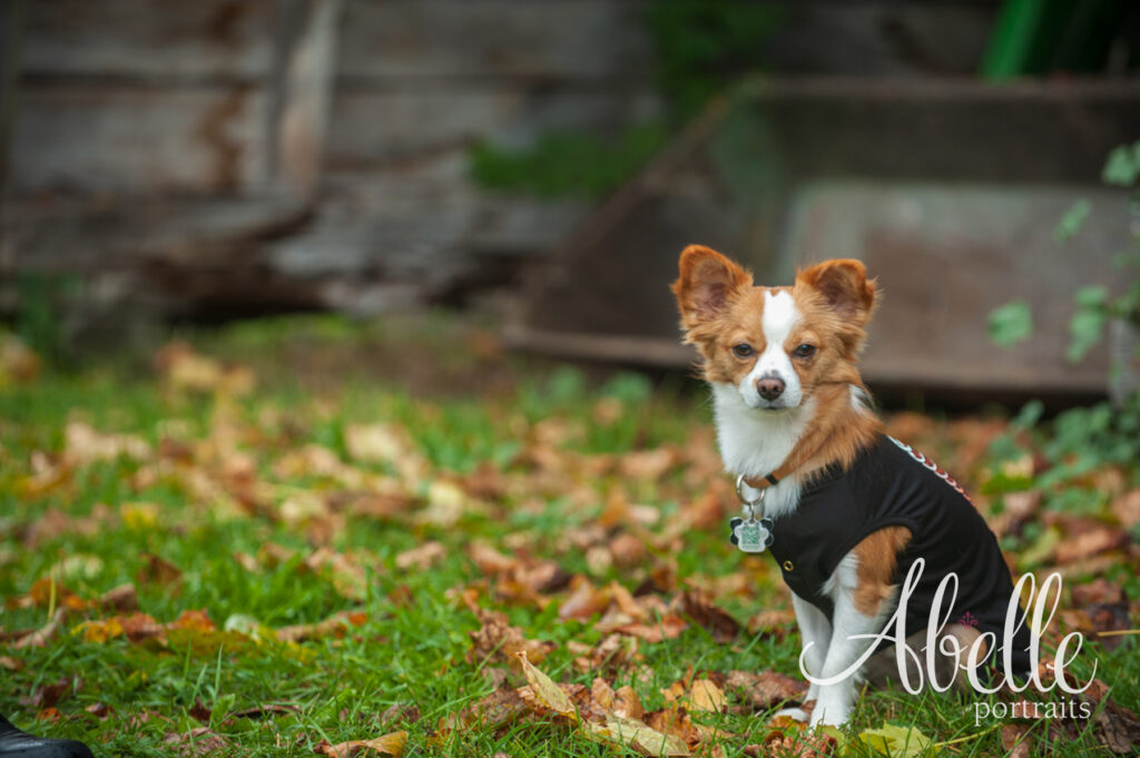 Brockville Ontario engagement portrait session. Photographed by Abelle Photography.